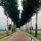 Baumbestandene Landstraße — Stockfoto