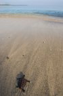 Bébé tortue rampant vers la mer — Photo de stock