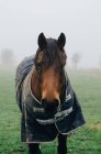 Horse with horsecloth standing in misty meadow — Stock Photo