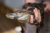 Baby alligator with tape around mouth — Stock Photo