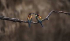 Duas aves no ramo — Fotografia de Stock