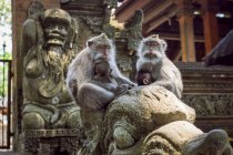 Família de macacos na floresta de macacos — Fotografia de Stock