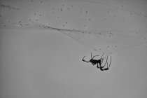 Teia de reparação de aranhas — Fotografia de Stock