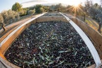 Свіжоспечені чорні оливки — стокове фото