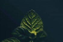 Green natural detail plant pattern — Stock Photo