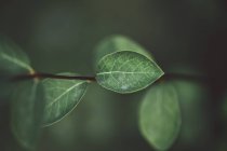 Зелена натуральна деталь візерунок рослини — стокове фото