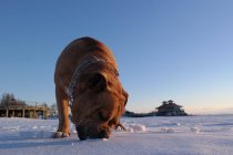 Hund frisst Schnee — Stockfoto