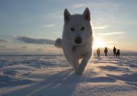 Husky perro corriendo hacia la cámara - foto de stock
