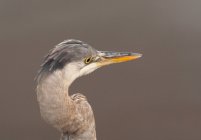 Heron pássaro headshot — Fotografia de Stock