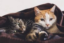 Тэбби и рыжие кошки — стоковое фото