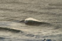Фон монохромной волны — стоковое фото