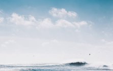 Морський пейзаж з чайками і хвилею — стокове фото