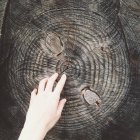 Hand and tree trunk — Stock Photo