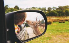 Child and deer in rear view mirror — Stock Photo