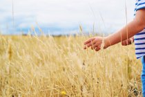 Дитина збирання пшениці — стокове фото