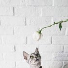 Gatto guardando in su al fiore — Foto stock