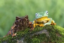 Horned frog and Javan Tree frog — Stock Photo