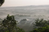 Туманное утро в лесу — стоковое фото