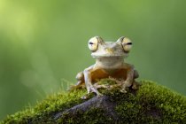 Яванская планёрная лягушка — стоковое фото