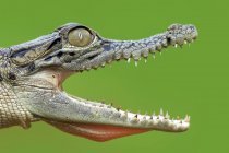 Open mouthed crocodile — Stock Photo