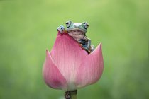 Laubfrosch sitzt auf einer Blume — Stockfoto