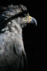 Portrait of a hawk bird — Stock Photo