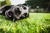 Perro labrador acostado en la hierba - foto de stock