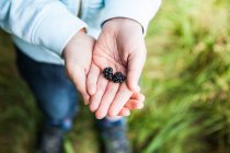 Child holding two blackberries in hands — Stock Photo