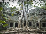 Racines d'arbres le long du temple — Photo de stock