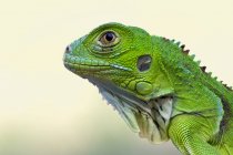 Retrato de iguana verde - foto de stock