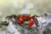 Crabe rouge sur le rocher — Photo de stock