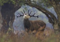 Red deer stag bellowing at dawn — Stock Photo