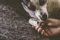 Man holding dog paw — Stock Photo