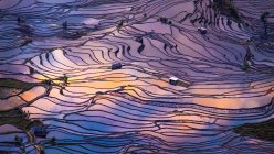 Campos de arroz em terra — Fotografia de Stock