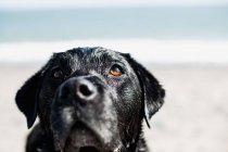 Black labrador on beach — Stock Photo