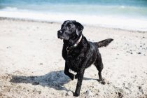 Грайливий собака Лабрадор — стокове фото