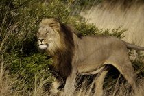 Leão macho marcando seu território — Fotografia de Stock