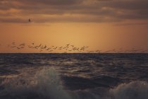 Flock of birds over the ocean — Stock Photo