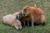 Groupe de Capybaras, Brésil — Photo de stock