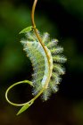 Caterpillar larva on vine — Stock Photo