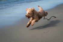 Cão terrier irlandês — Fotografia de Stock