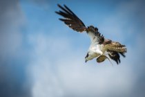 Osprey in flight with fish — Stock Photo