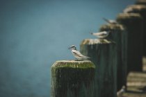 Birds perched on wooden pillars — Stock Photo