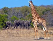Giraffe and herd of elephants — Stock Photo