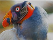 Portrait of a King vulture — Stock Photo
