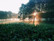 Luz del sol a través de los árboles - foto de stock