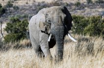 Retrato de elefante, Sudáfrica - foto de stock