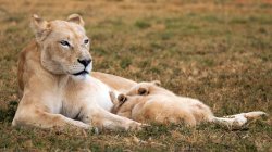 Löwin füttert Junge — Stockfoto