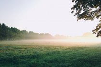 Fog over an empty field — Stock Photo