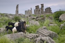 Schafe weiden an den Ruinen von Apamea — Stockfoto